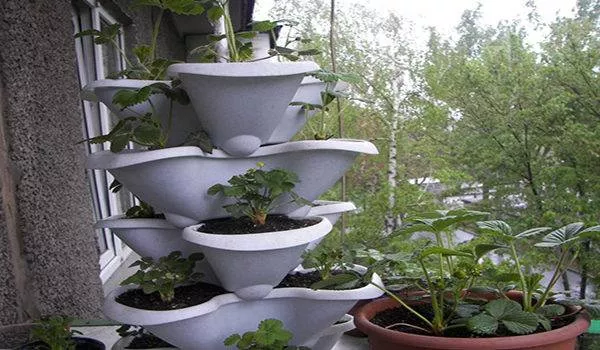 Как выращивать клубнику на балконе