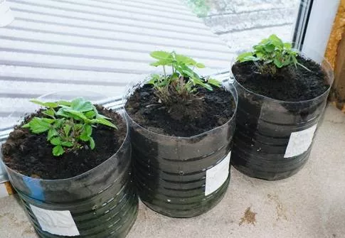 Как выращивать клубнику на балконе