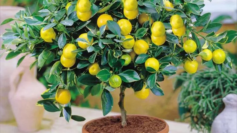 Как вырастить лимон дома: уход, обрезка, прививка