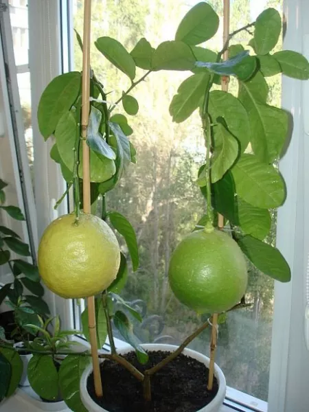 Как вырастить лимон дома: уход, обрезка, прививка