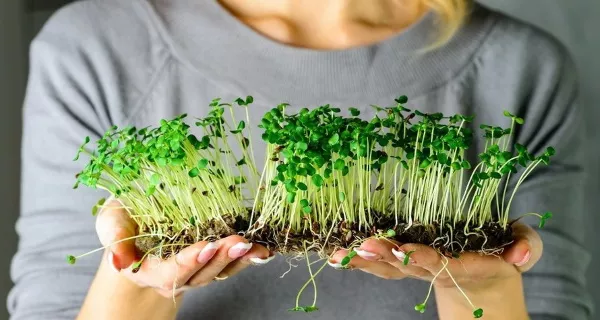 Как вырастить микрозелень (микрогрин) в домашних условиях без земли, на подоконнике, в банке. Лучший способ