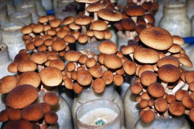 Как вырастить грибы в поле