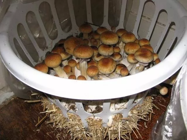 Как вырастить грибы в поле