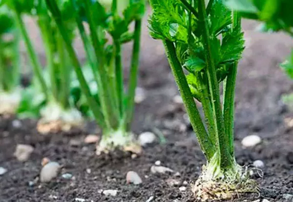 Как вырастить пастернак из семян через рассаду и прямым посевом в открытый грунт