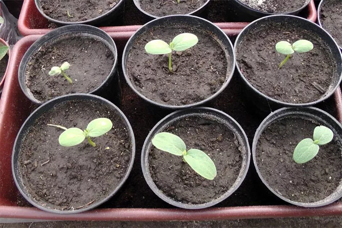 Как вырастить рассаду арбузов, когда сажать семена
