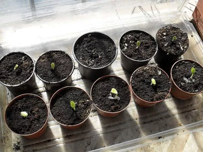 Как вырастить рассаду арбузов, когда сажать семена