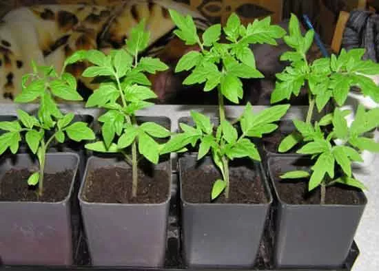 Как вырастить рассаду перца и томатов