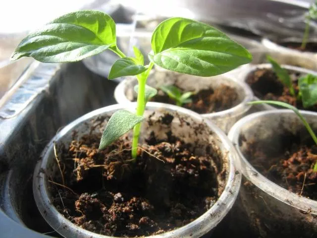 Как вырастить рассаду перца в домашних условиях