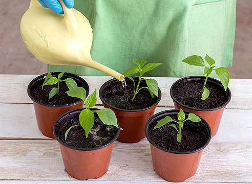Как вырастить рассаду перца в домашних условиях