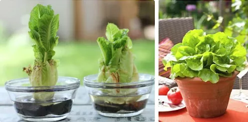 Как вырастить магазинный салат в горшке, семенами на подоконнике, в саду