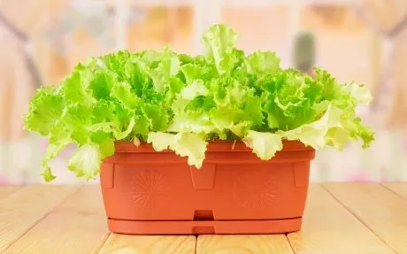 Как вырастить магазинный салат в горшке, семенами на подоконнике, в саду