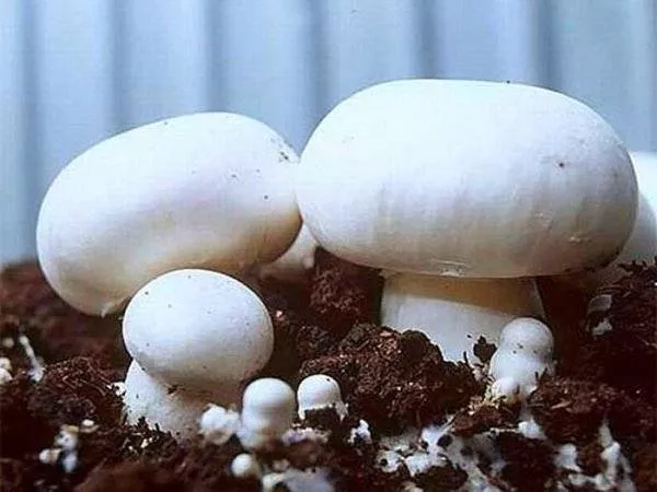 Как вырастить грибы дома в мешках