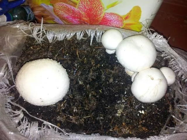 Как вырастить грибы дома в мешках