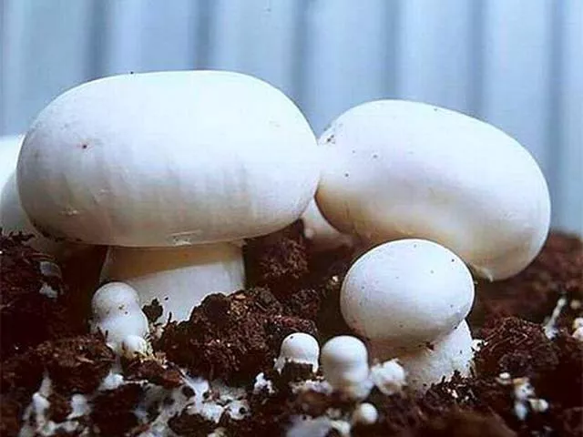 Как вырастить грибы в домашних условиях