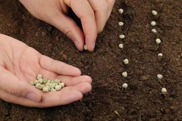 Как вырастить шпинат в открытом грунте и теплице