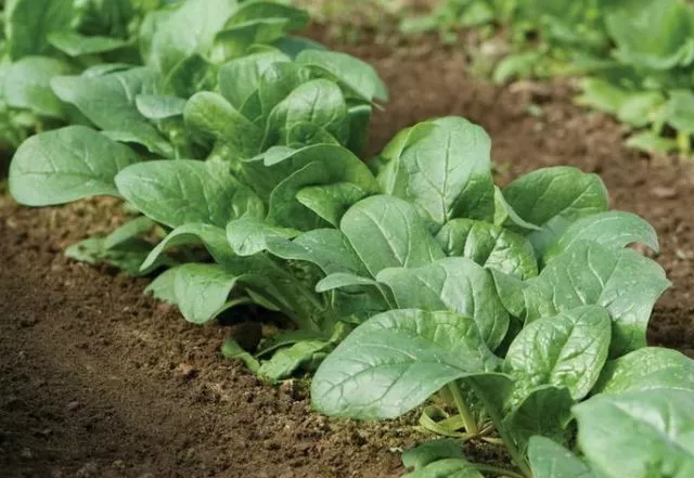 Как вырастить шпинат в открытом грунте и теплице