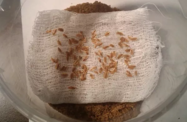 Как вырастить тую из семян в домашних условиях
