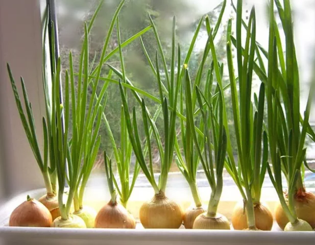 Как вырастить зеленый лук без почвы