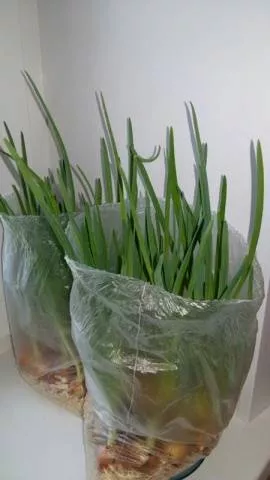 Как вырастить зеленый лук без почвы