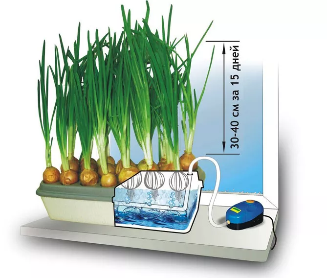 Как вырастить зеленый лук дома на подоконнике: в воде, грунте