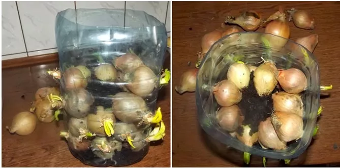 Как вырастить зеленый лук дома на подоконнике: в воде, грунте
