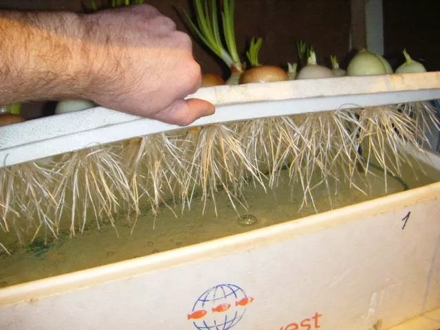 Как вырастить зеленый лук в теплице зимой