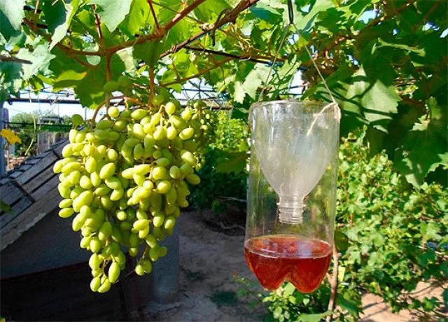 Как защитить виноград от ос