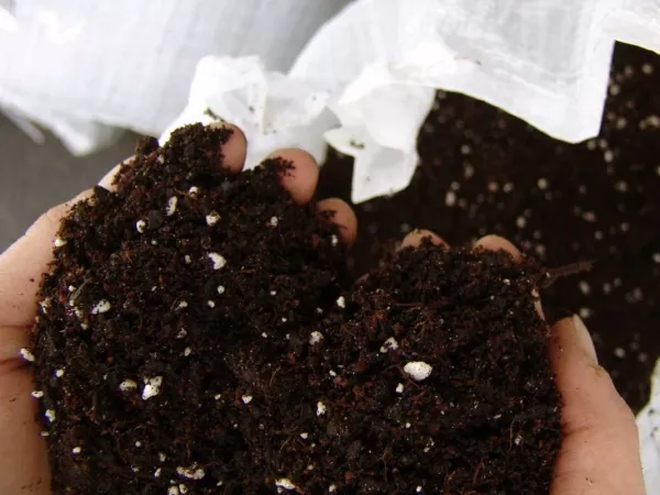 Калибрахоа выращивание из семян в домашних условиях