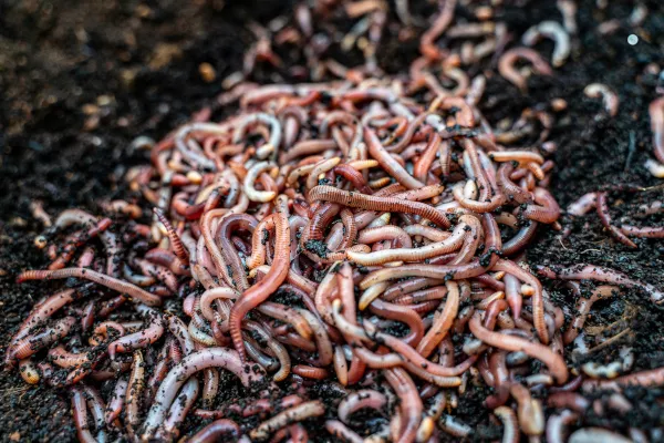 Калифорнийские черви красные. Разведение, фото, чем кормить