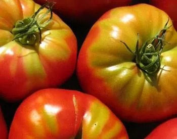 Калийные удобрения для томатов
