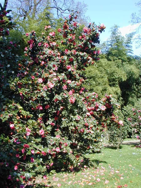Камелия садовая: посадка и уход в открытом грунте, описание сортов с фото