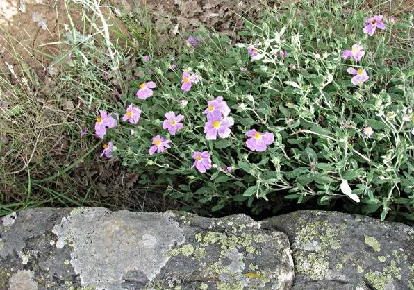 Каменный цветок (Подсолнух): посадка и уход, фото, отзывы, виды и сорта
