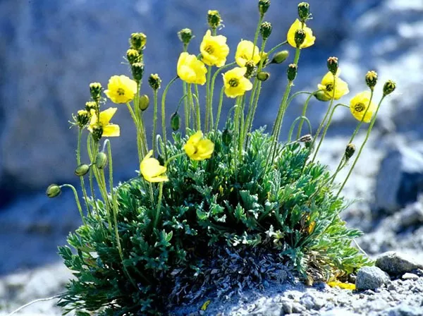 Каменный цветок (Подсолнух): посадка и уход, фото, отзывы, виды и сорта