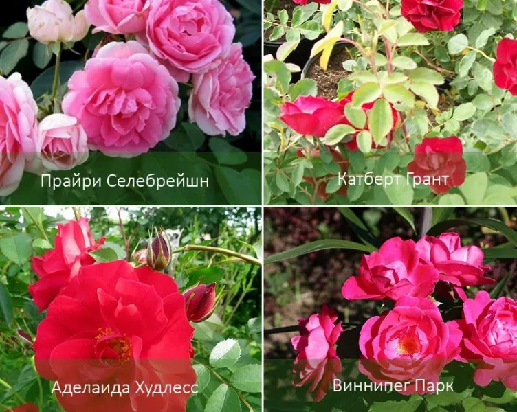 Канадские розы: сорта с фото и описанием
