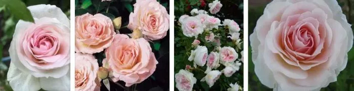 Канадские розы: сорта с фото и описанием