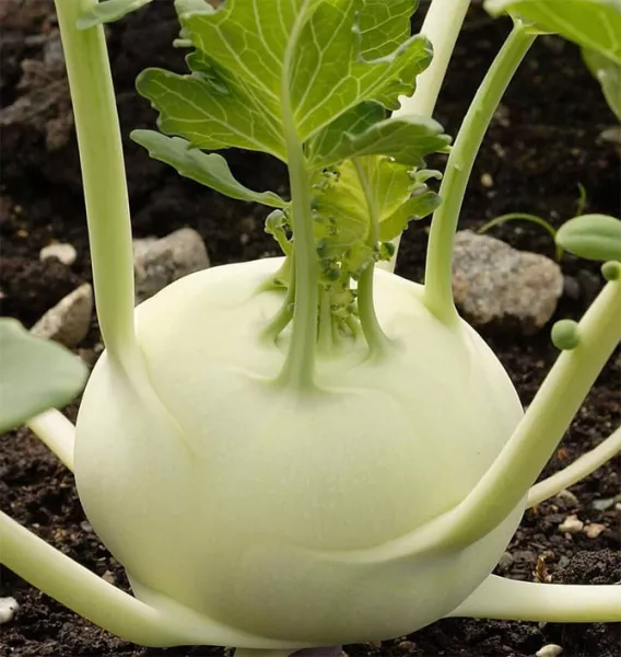 Капуста кольраби – выращивание из семян, уход в открытом грунте