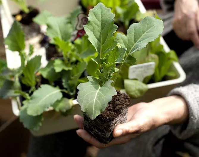 Капуста кольраби – выращивание из семян, уход в открытом грунте