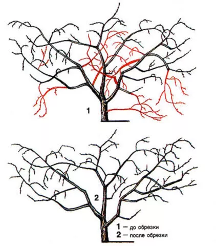 Зимний гранат карликовая вишня: описание сорта, отзывы, фото