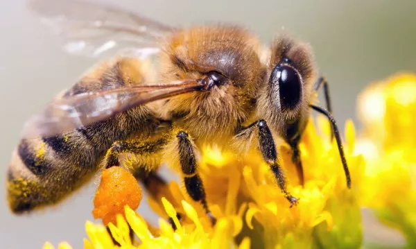 Карпатская порода пчел. Характеристики, фото, преимущества, недостатки