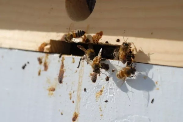 Карпатская порода пчел. Характеристики, фото, преимущества, недостатки