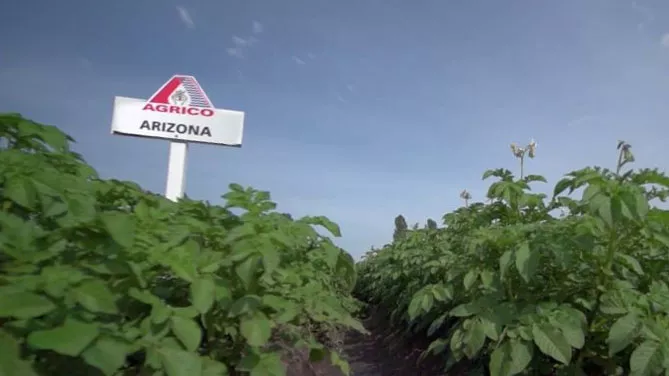 Картофель Аризона: характеристика сорта, отзывы, вкус, фото
