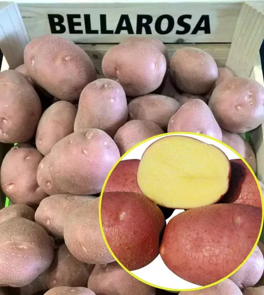 Картофель Беллароза: характеристики сорта в таблице, отзывы, сравнение