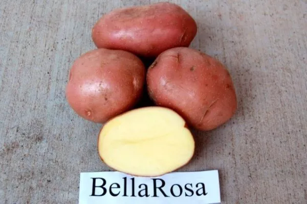 Картофель Беллароза: характеристики сорта в таблице, отзывы, сравнение