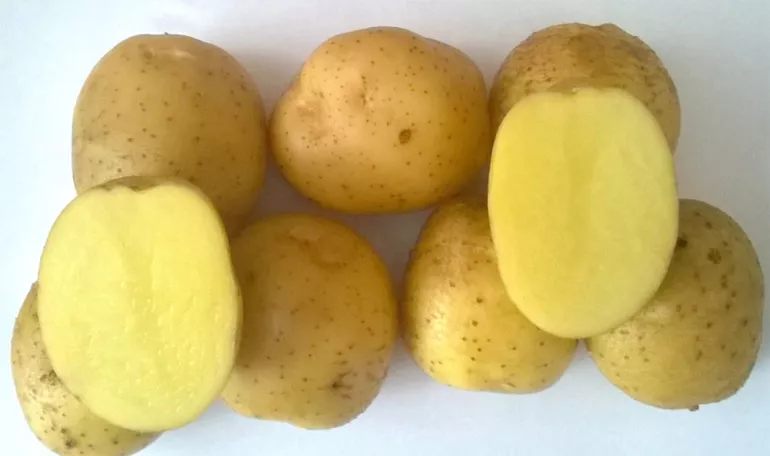 Картофельный бриз — характеристика сорта, отзывы, вкус
