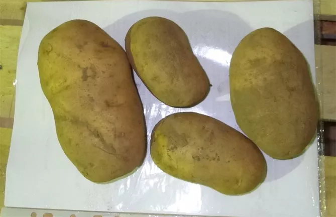 Картофельный бриз — характеристика сорта, отзывы, вкус