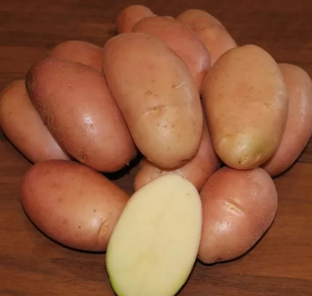 Любимый картофель: описание сорта и сравнение в таблицах, фото