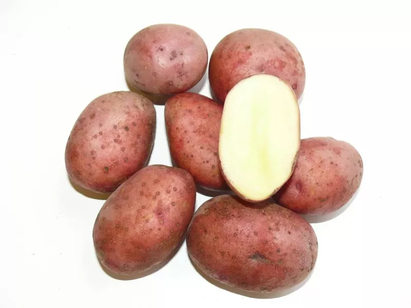 Любимый картофель: описание сорта и сравнение в таблицах, фото