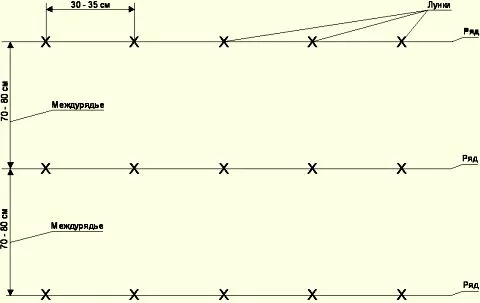 Картофель Гала: характеристика и сравнение сорта с другими в таблицах, отзывы