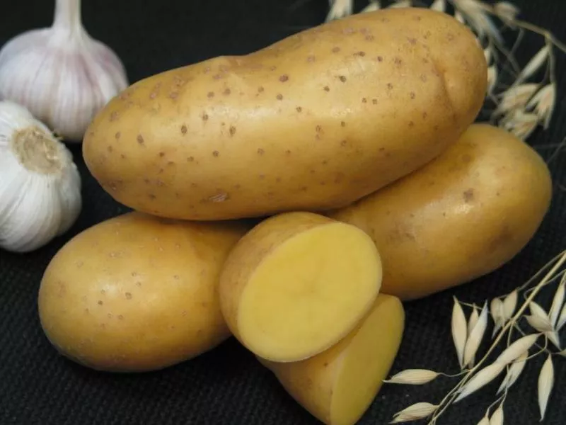 Картофель императрица: описание сорта, фото, отзывы