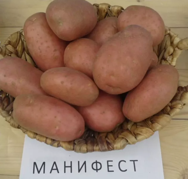 Картофель Манифест — описание сорта, отзывы, фото